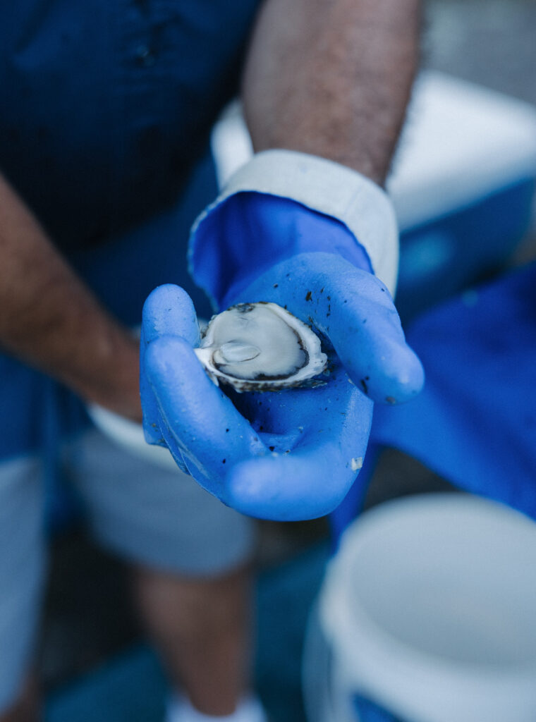 Wedding caterer in blue gloves holding a freshly shucked oyster at a cocktail hour oyster bar